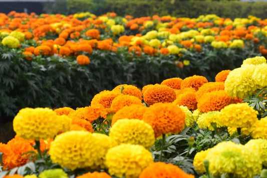 articulo del blog sobre las propiedades de la calendula
